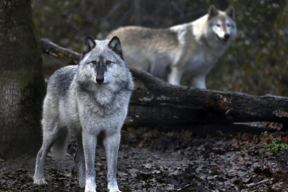 New pair of wolves spotted in Northern California - Los Angeles Times