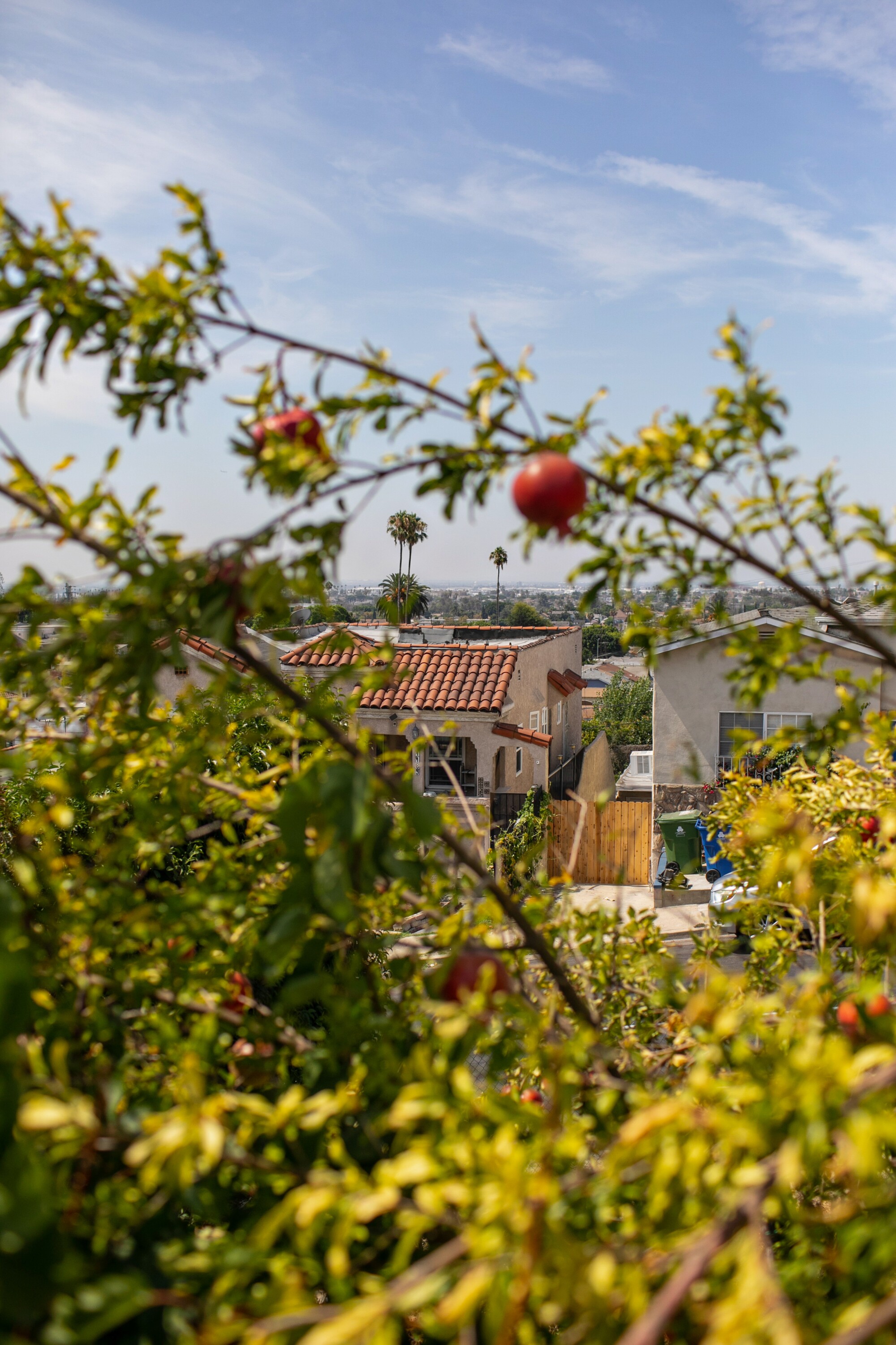 A view through orchard trees of a neighborhood.