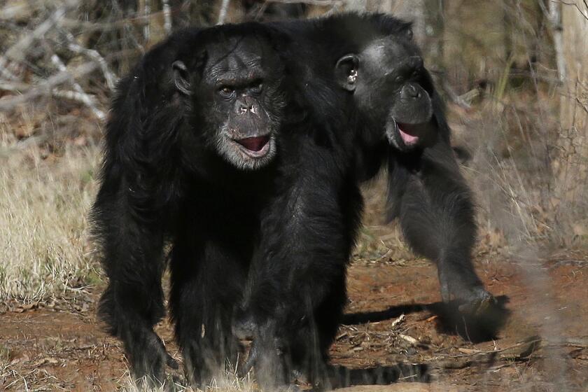 Two chimps at Chimp Haven in Louisiana. Fifty soon-to-be-retired research chimpanzees from the National Institutes of Health will be joining them, Dr. Francis Collins announced.