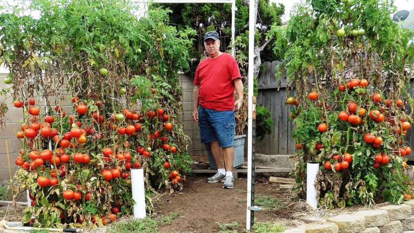 Want A Bumper Crop Of Tomatoes Listen To This Guy Los Angeles Times,Can I Freeze Mushrooms