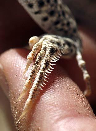 Fringe-toed lizard