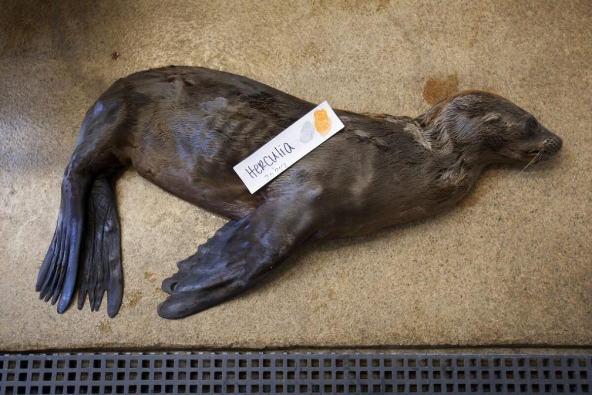 A dead sea lion pup at the Marine Mammal Center in Sausalito. Record thousands of sea lions, suffering from malnutrition and dehydration, have come ashore in distress, and some find cruelty at the hands of humans.