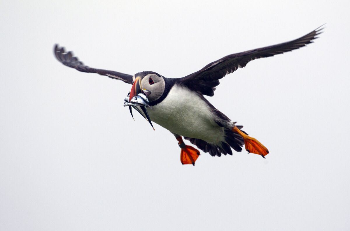 FILE - In this July 1, 2013, file photo, a puffin prepares to land with a bill full of fish on Eastern Egg Rock off the Maine coast. This year's warm summer was bad for Maine's beloved puffins. Far fewer chicks fledged than need to to stabilize the population. (AP Photo/Robert F. Bukaty, File)