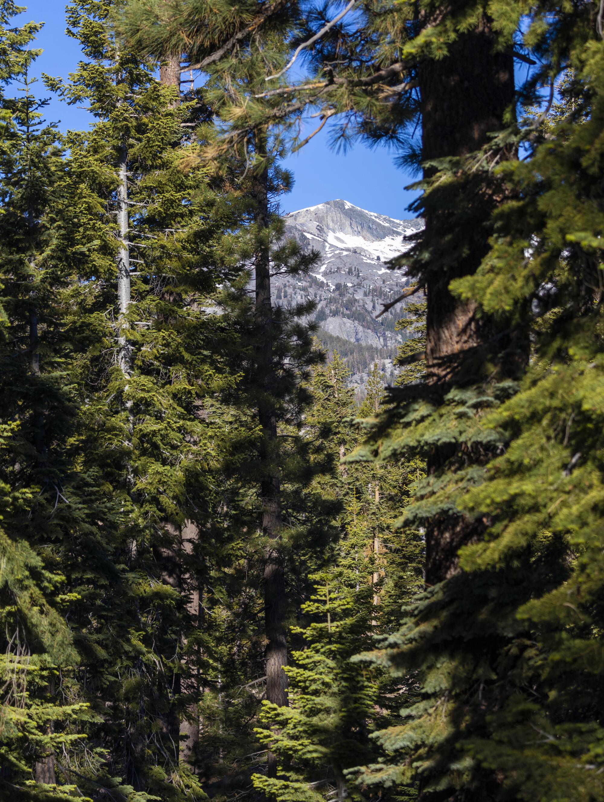 A snow-streaked mountain is visible through a gap in evergreens.