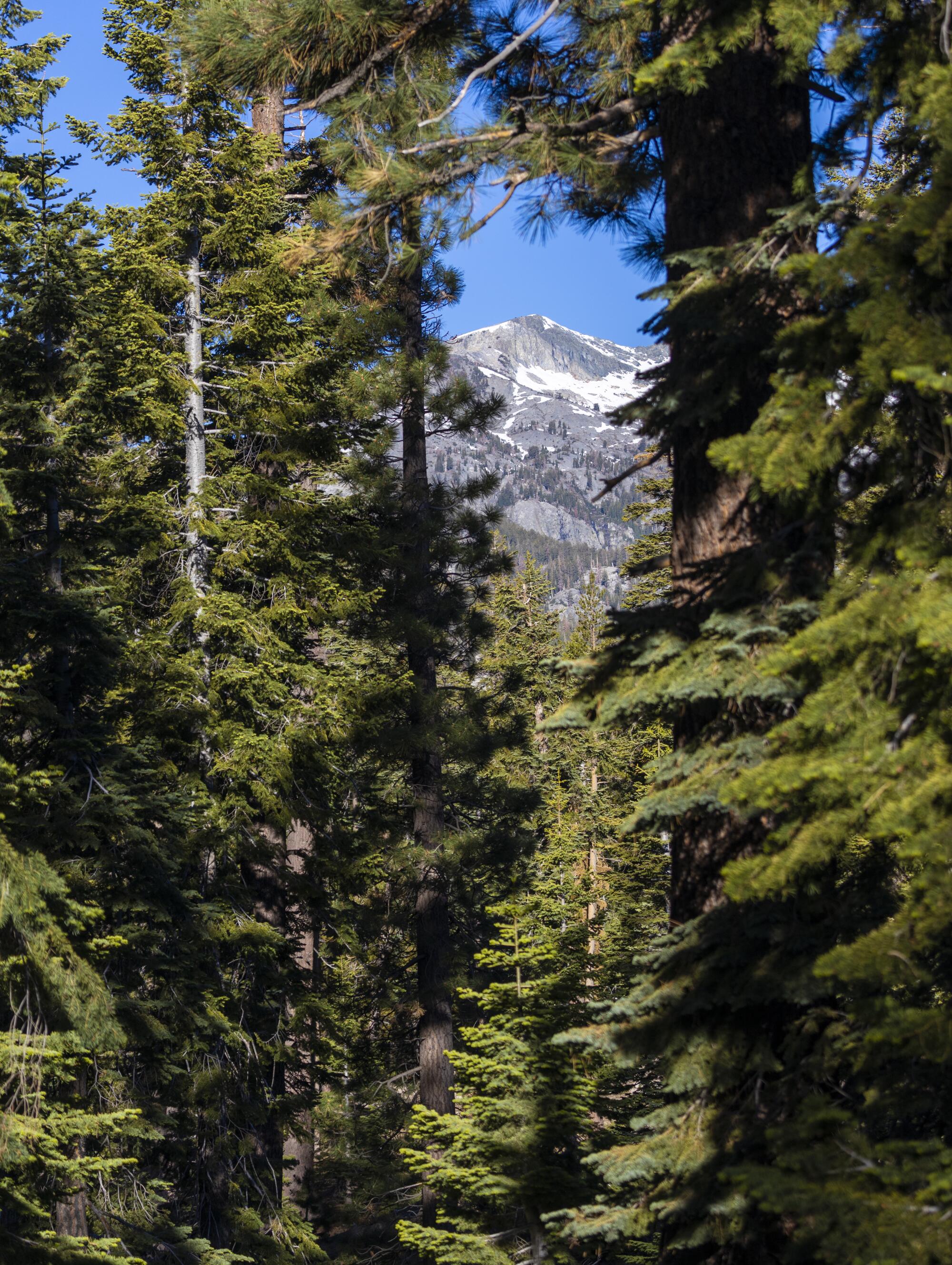 A snow-streaked mountain is visible through a gap in evergreens.