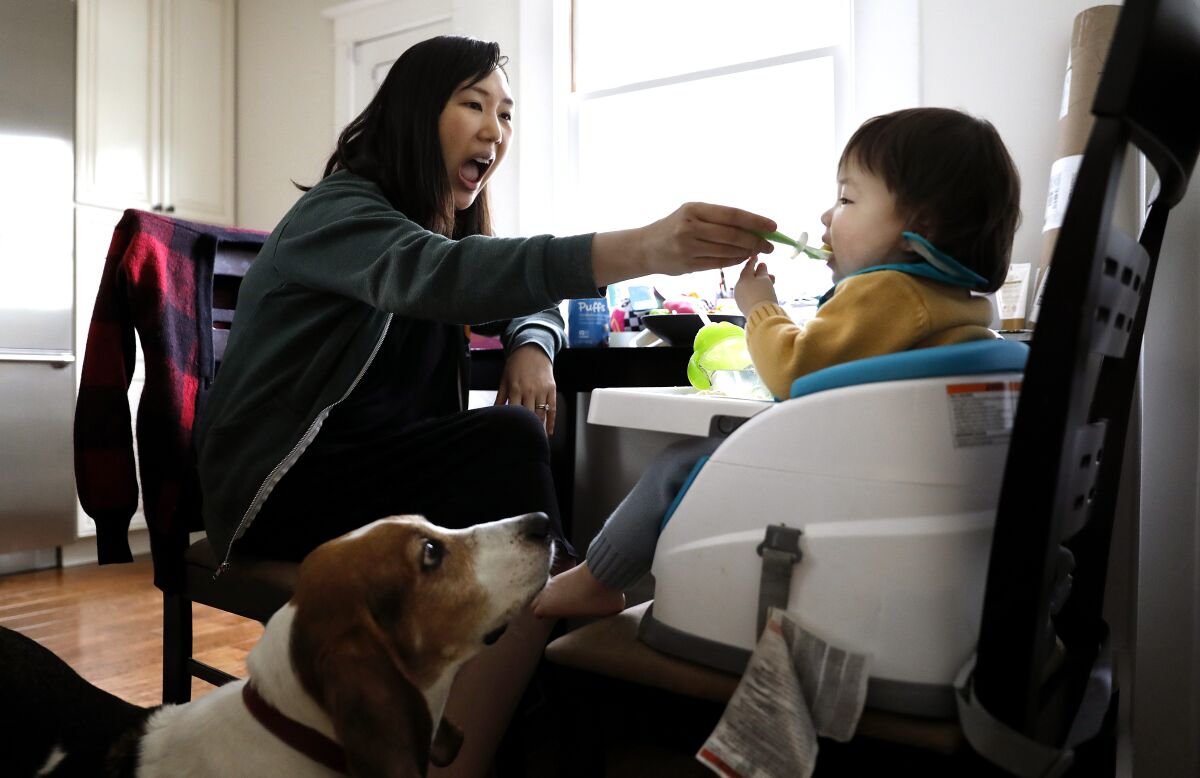 A dog looks at a toddler in a booster seat being fed by his mom