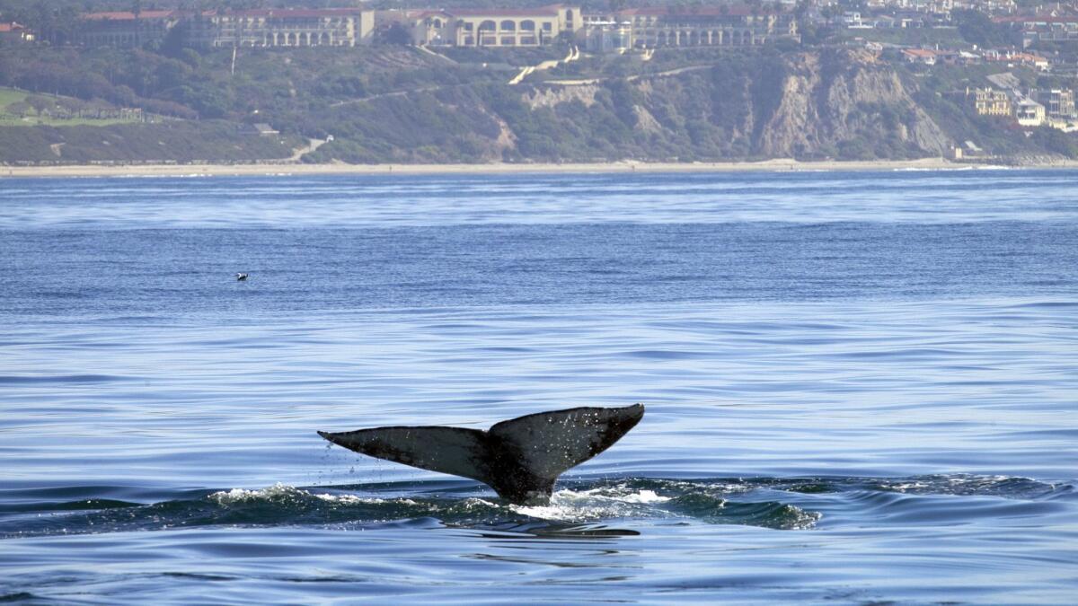 A gray whale reveals its flukes off the California coast. Near Channel Islands Harbor in Oxnard, rescuers worked March 25 to untangle a gray whale.