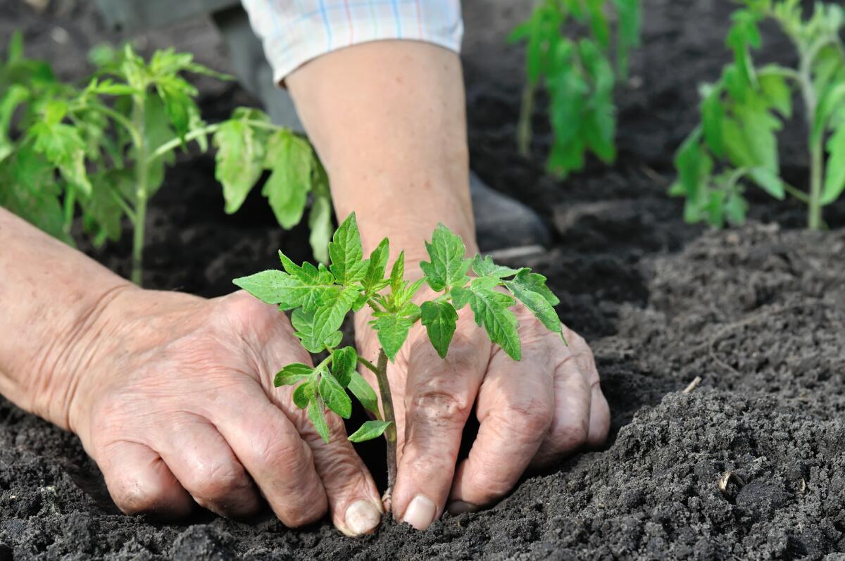 close-up of gardener's hands planting a tomato seedling in the vegetable garden