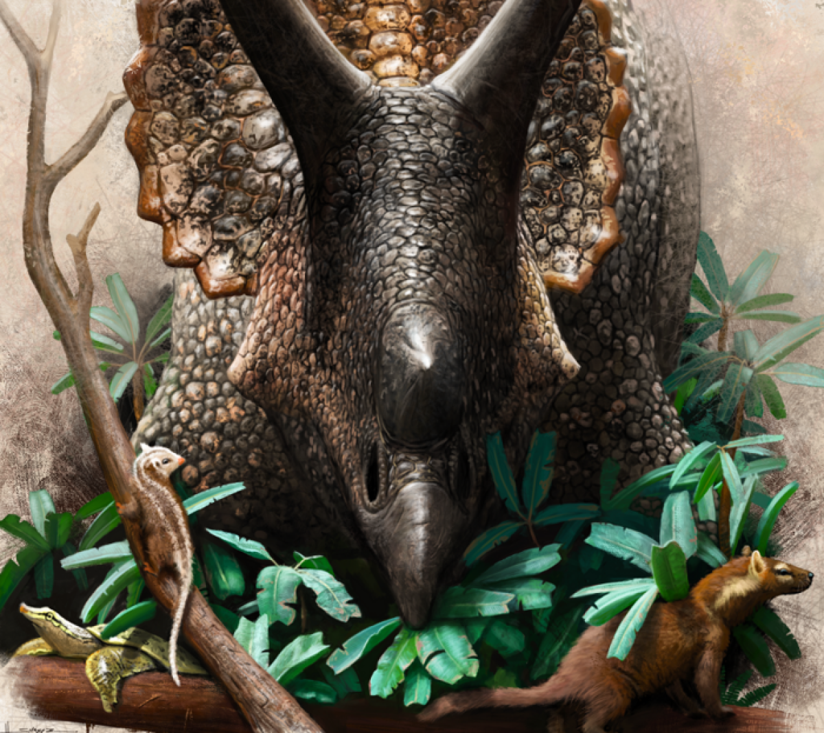 In this illustration, a Triceratops prorsus munches on cycads near primitive mammals and a softshell turtle.