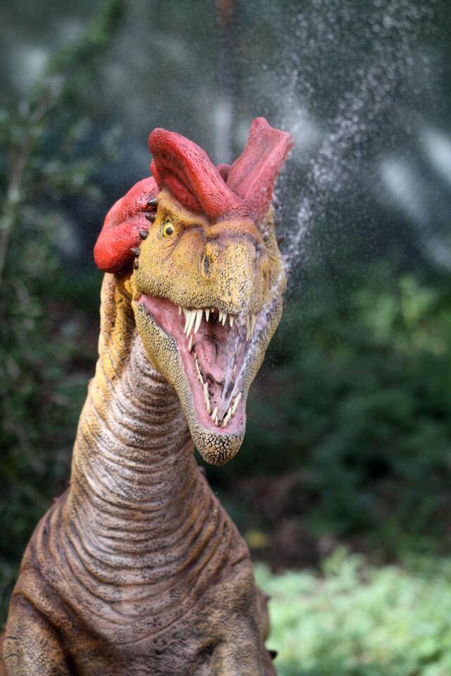 A Dilophosaurus squirts water from its mouth on opening day for Dinosaurs: Unextinct at the L.A. Zoo exhibit, on Friday, April 15, 2016. Seventeen life-like animatronic prehistoric creatures are displayed in an area of the zoo not used before and will remain until October 31. Guest take self-guided stroll along a trail with lush landscaping and foliage similar to the earliest known trees and plants at the time dinosaurs roamed the earth among ferns, cycads, conifers and ginkos, according to the press release. The dinosaurs range in size and height, up to almost 22 feet tall and 21 feet long.