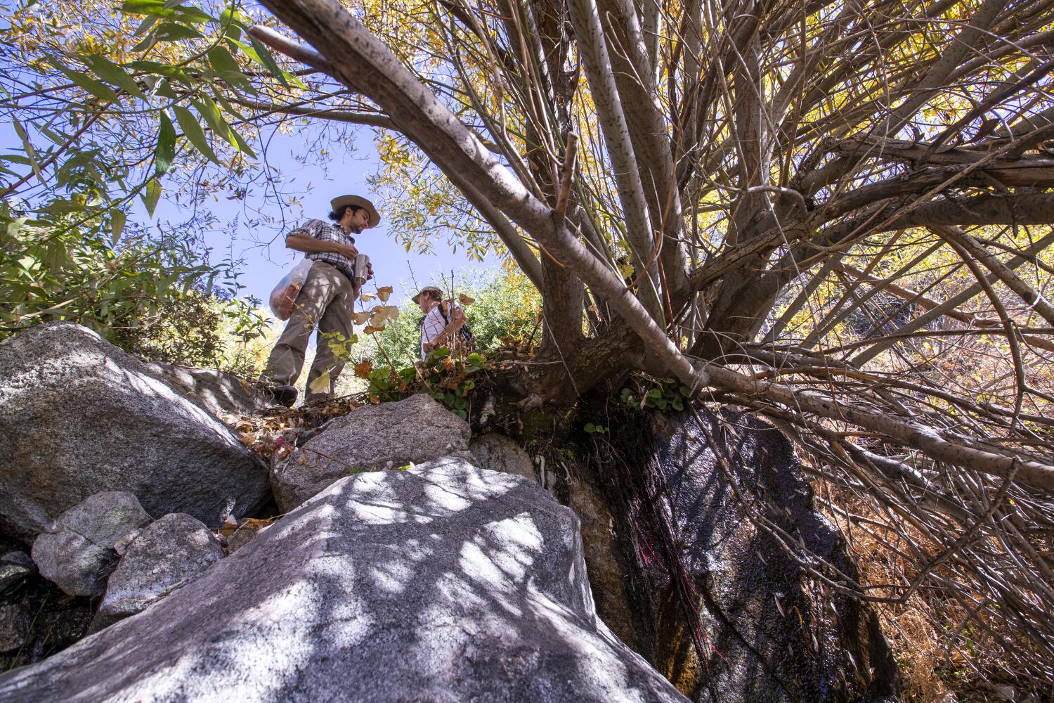 Under a temporary mining ban, 4 rare plant species can bloom in San Bernardino forest
