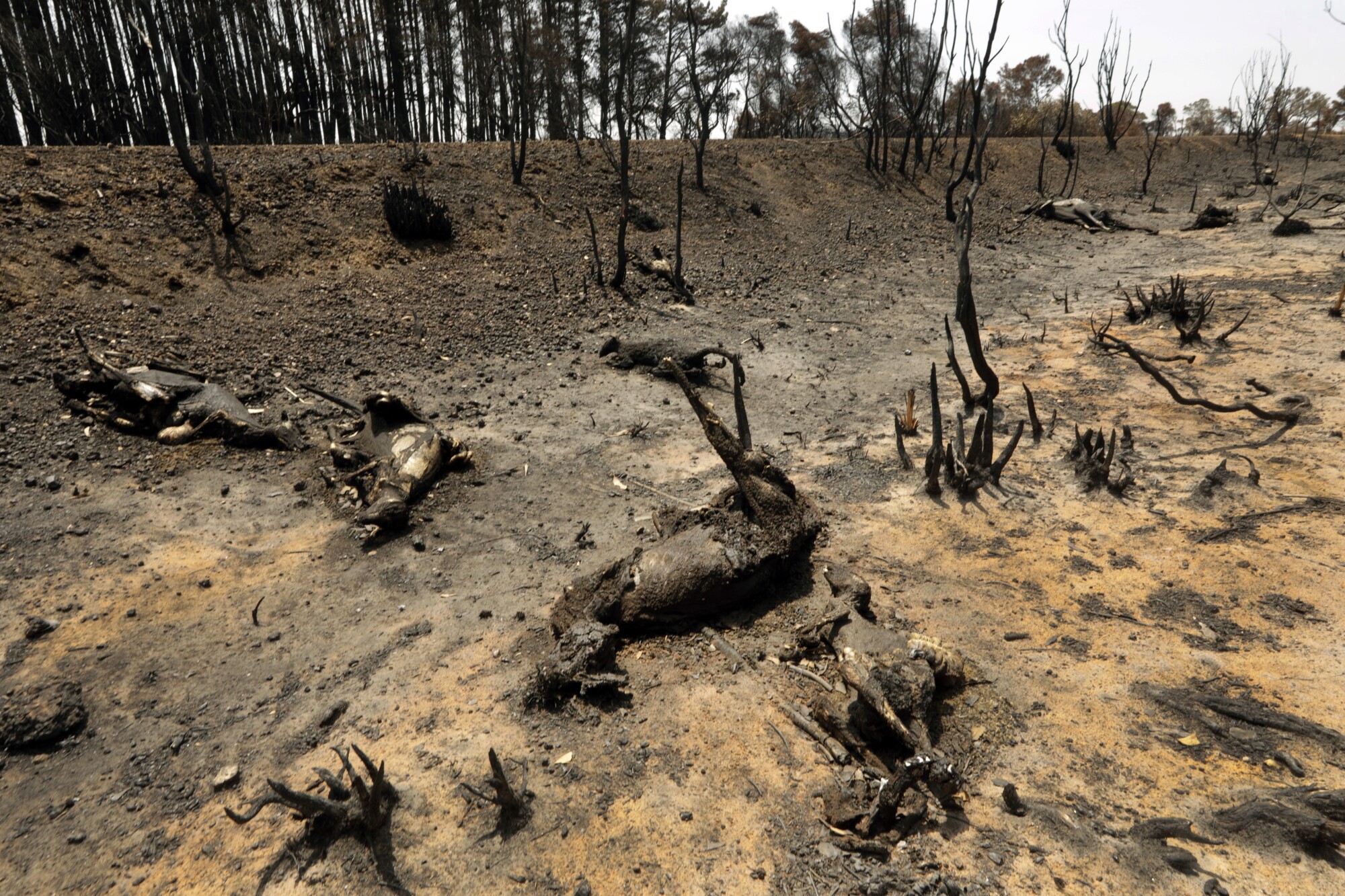 Scientists say fires have killed hundreds millions, if not a billion, native animals.