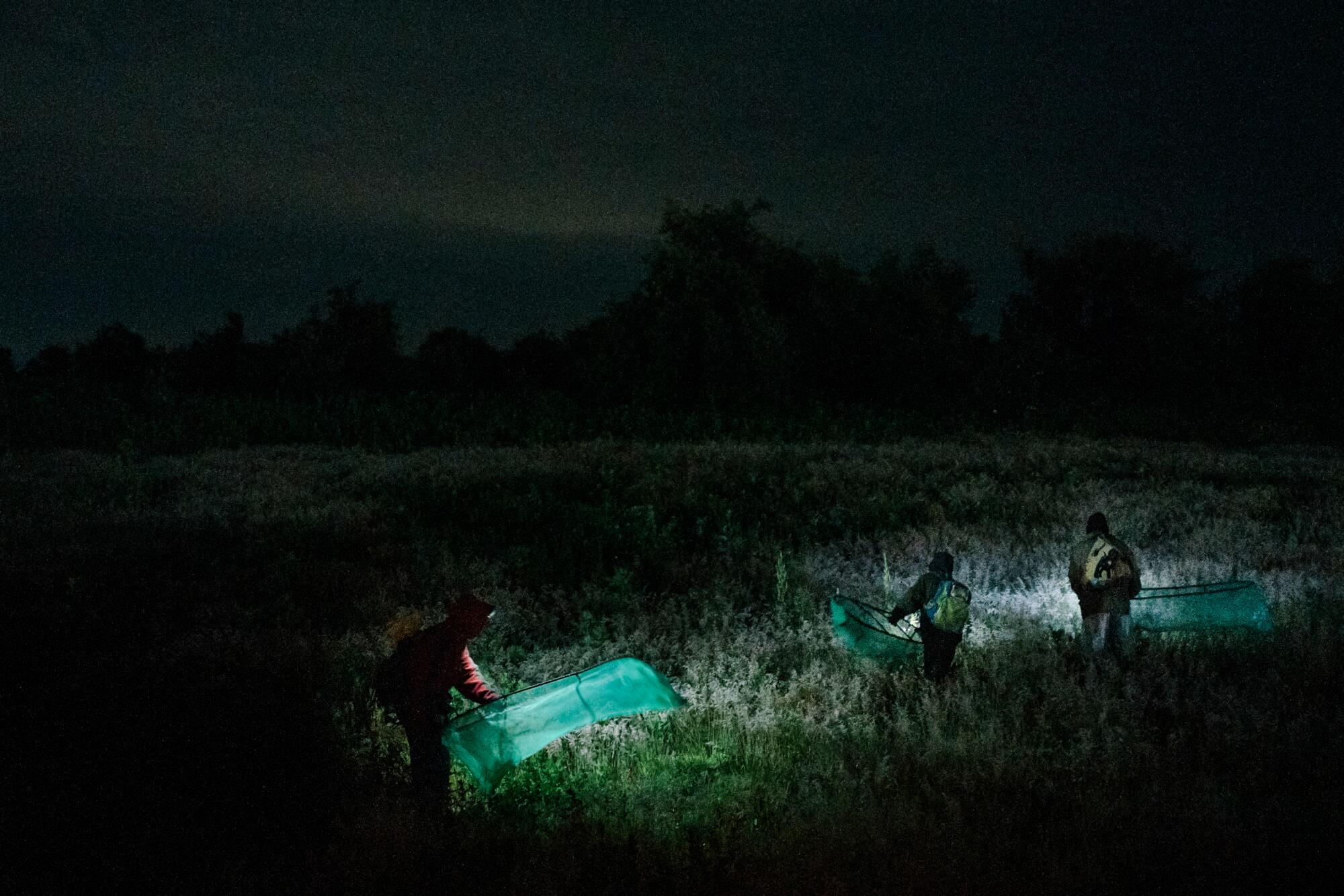 People hunt for grasshoppers in a dark field