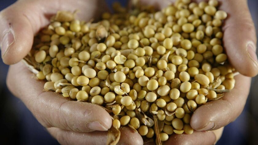 A handful of genetically modified soybeans.
