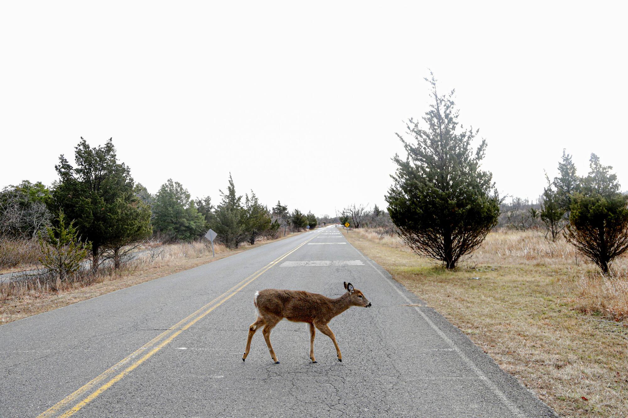 A deer crosses a paved road in a rural area.