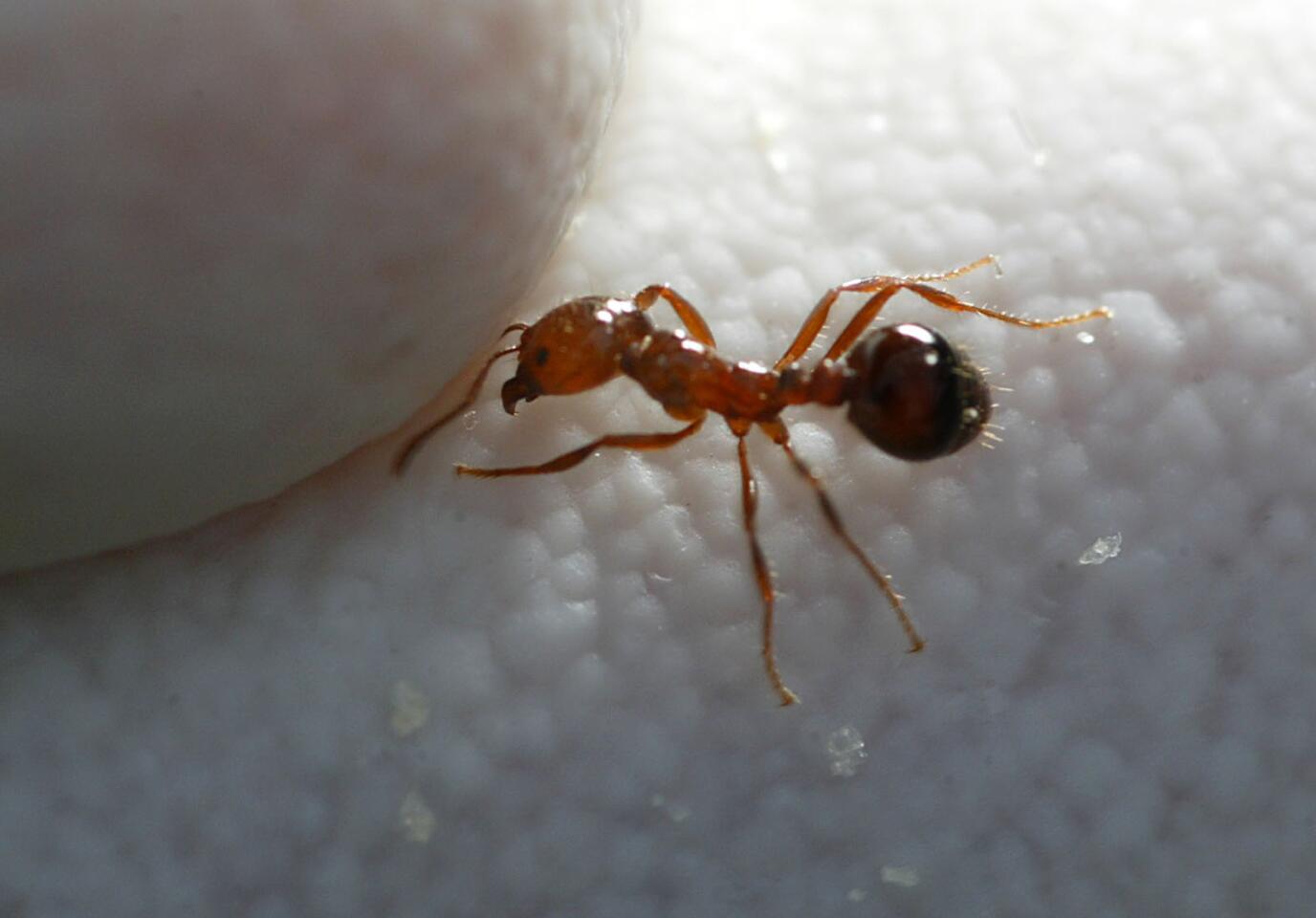 A jumbled crowd of fire ants acts like both an elastic solid and a viscous liquid - a property that holds the secrets of self-healing materials. Scientists hope the ants can help them design self-repairing bridges and self-assembling modular robots.