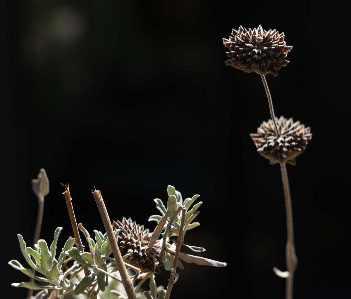 Dried whorls of Cleveland sage flowers rise from the plant like wands. 