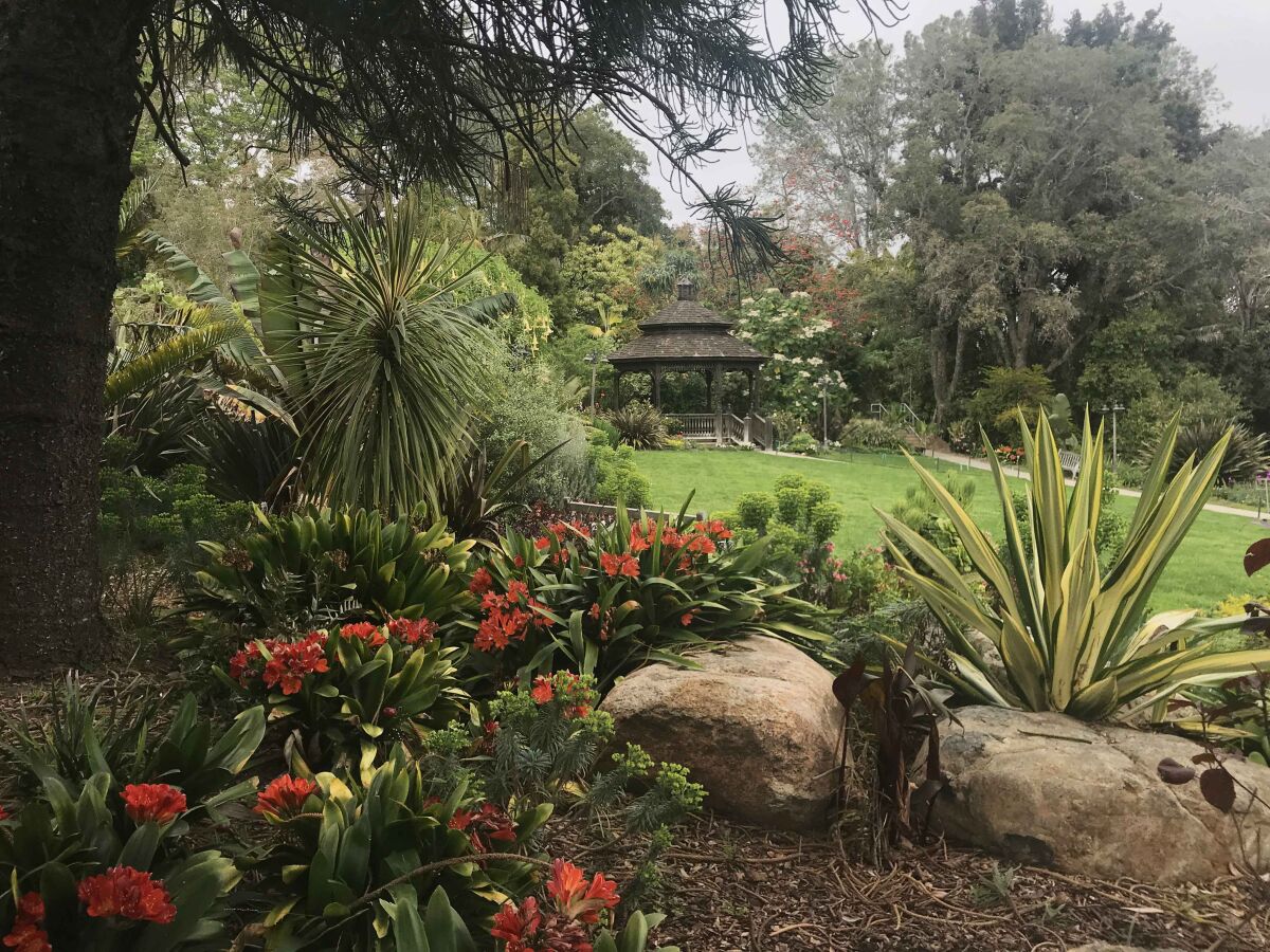 A lush area with trees and shrubs at the San Diego Botanic Garden 