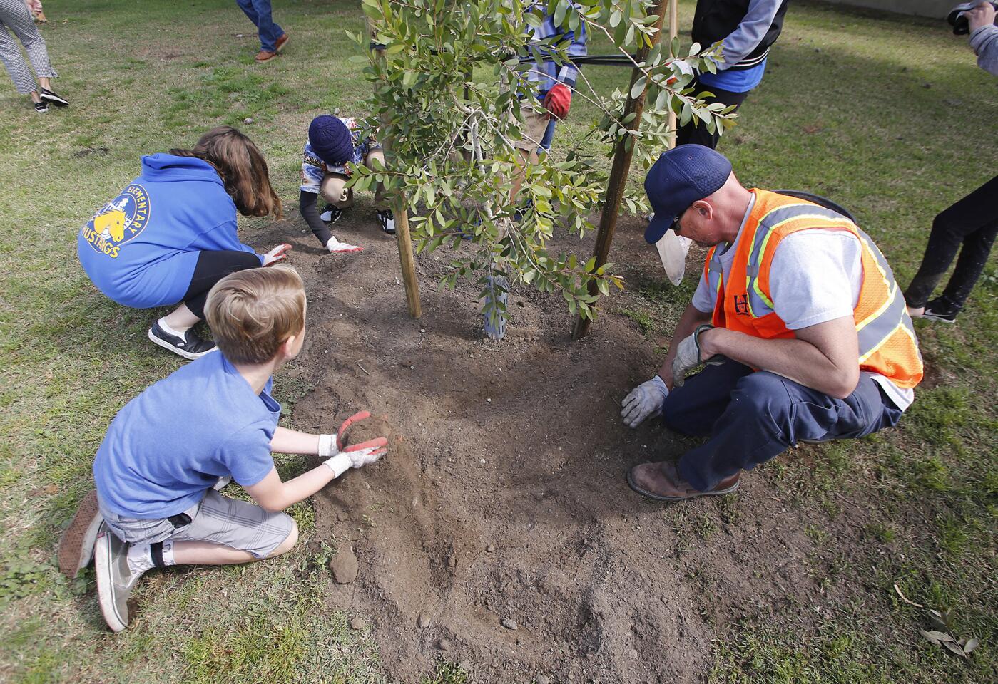 Mike Rehberger from the Huntington Beach Public Works Department helps students from S.A. Moffett Elementary School plant a melaleuca tree during an Arbor Day event at Drew Park on Wednesday.