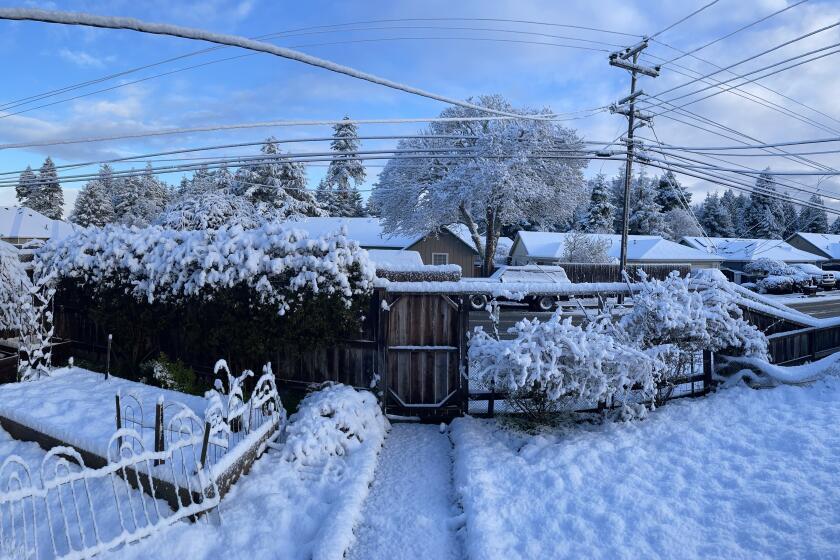 Morning snow seen from a home in Eureka, Calif., on Thursday Feb. 23, 2023.