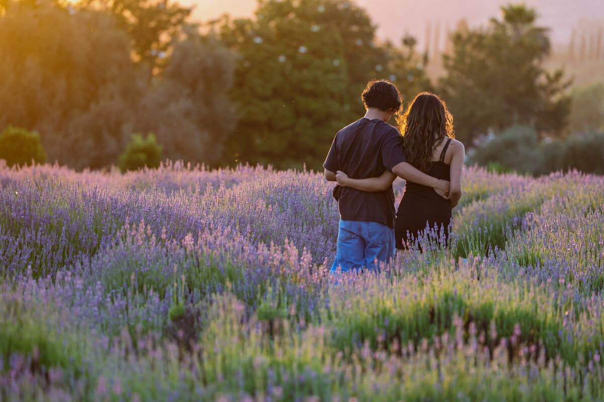 A couple walking arm in arm through a lavender field.