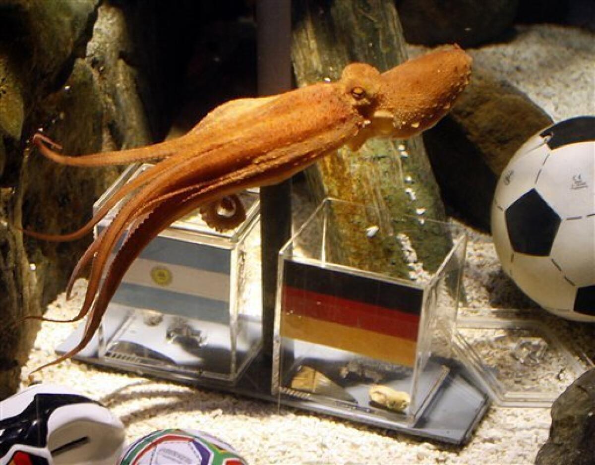 Octopus Paul swims by boxes containing the Argentinian and German flags, prior to making his prediction of the winner for the Soccer World Cup quarterfinal match to be played in South Africa between Germany and Argentina on Saturday, in the SeaLife Aquarium in Oberhausen, Germany, Tuesday, June 29, 2010. The Octopus has proved to be a reliable oracle in the past - he predicted Germany’s win over Australia, Ghana and England as well as its loss to Serbia. During the 2008 European Championship, he predicted 80 percent of all German games correctly. (AP Photo/dapd/Roberto Pfeil)