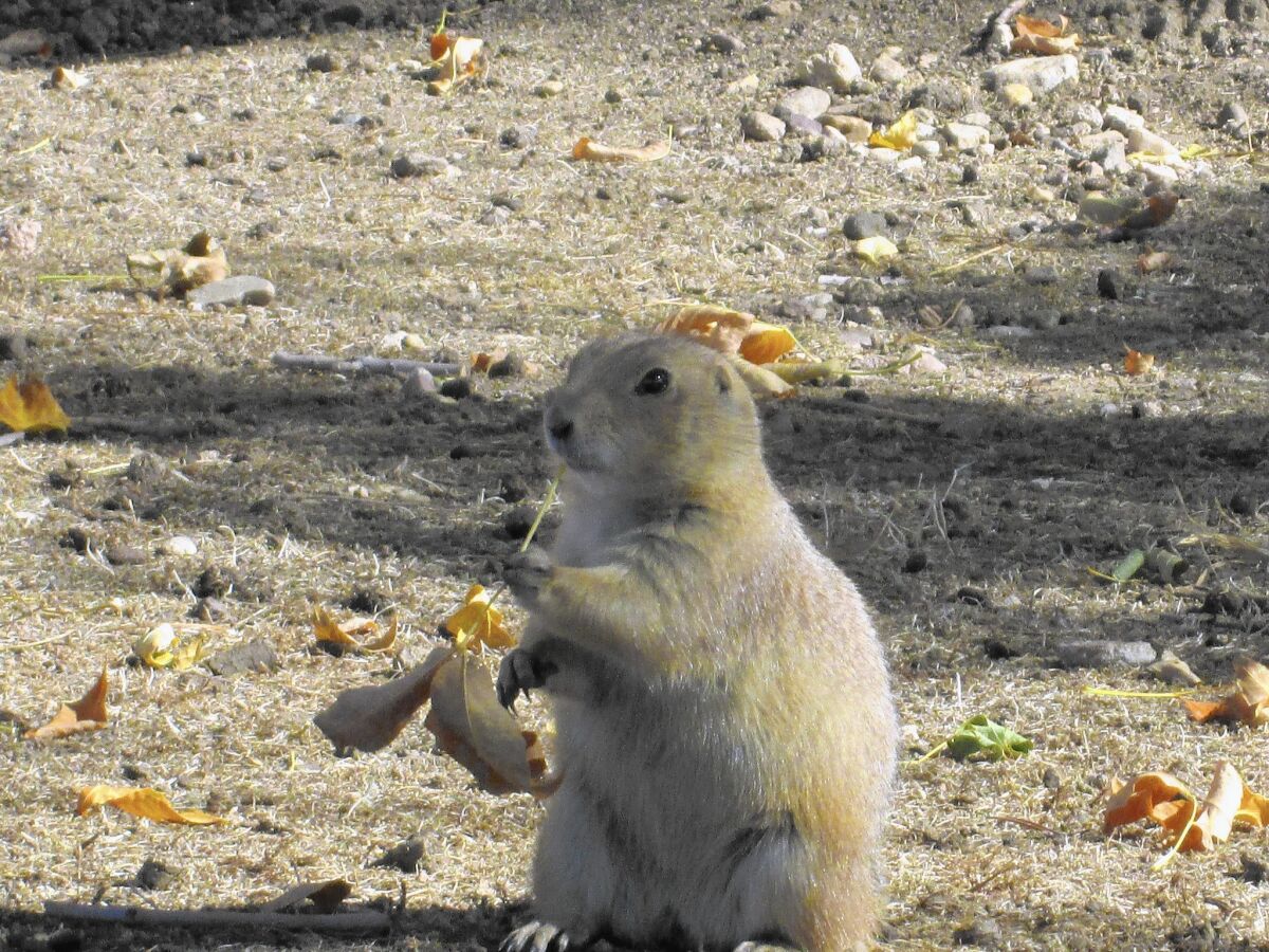 One of about 150 prairie dogs that live on 2.5 acres that Naropa University bought for expansion.