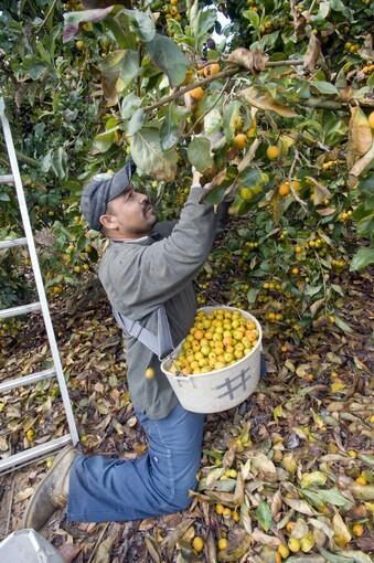 Harvest