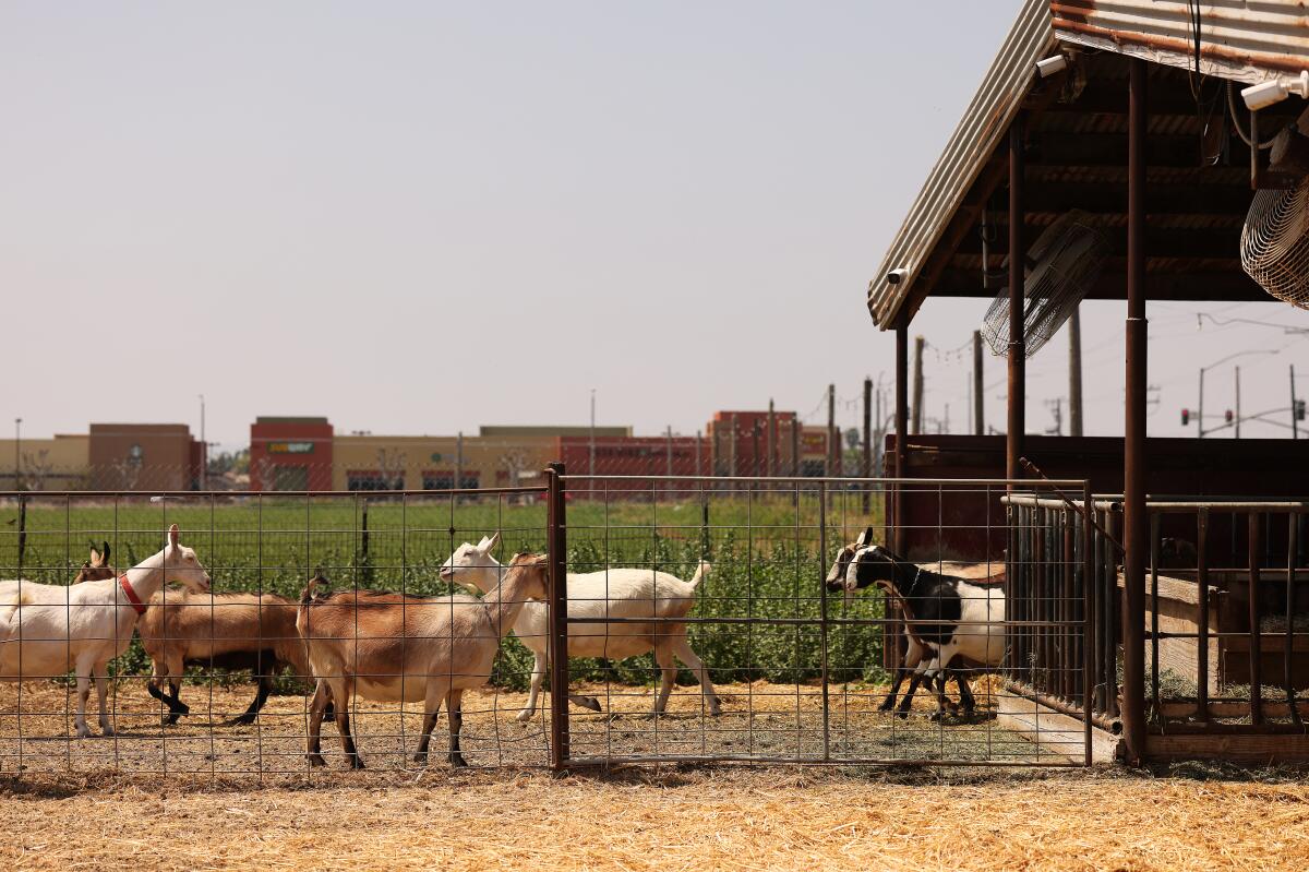 Goats roam on farmland