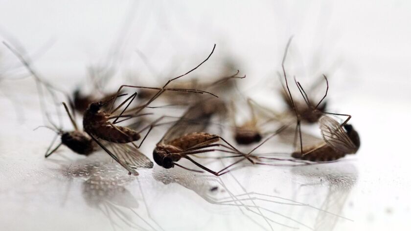 Culex mosquitoes, common in California, can transmit West Nile virus.