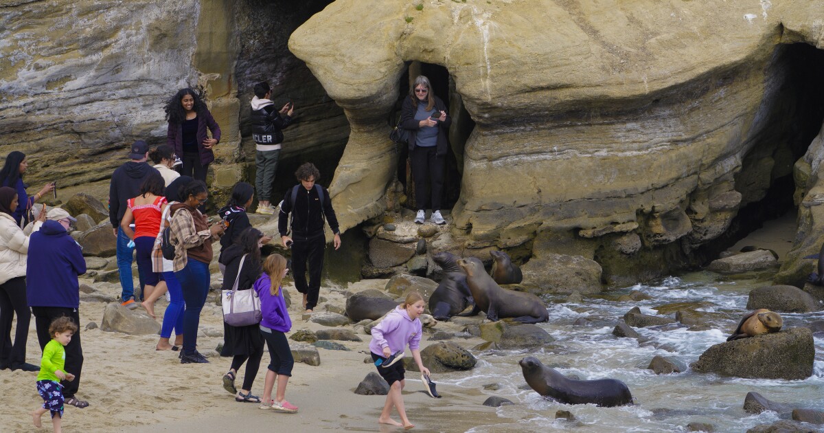 Viral video shows sea lions chasing beachgoers at La Jolla Cove