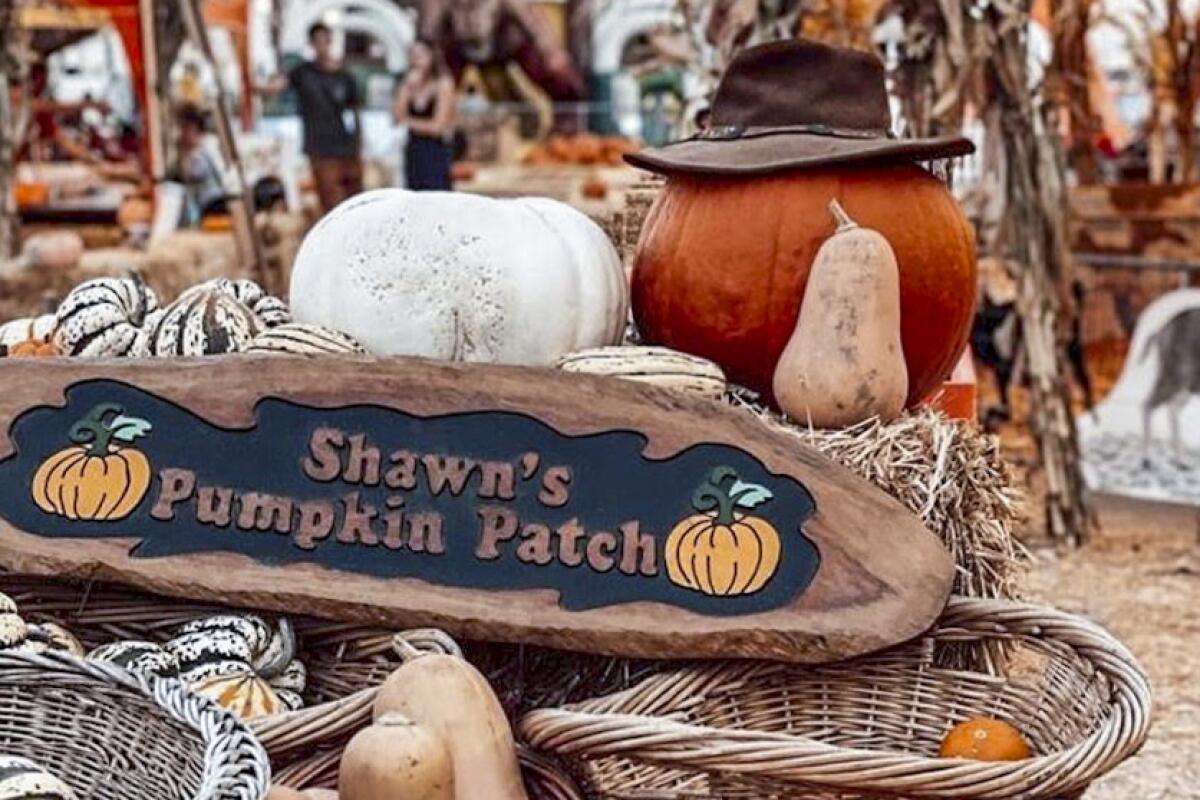 A sign that reads "Shawn's Pumpkin Patch."