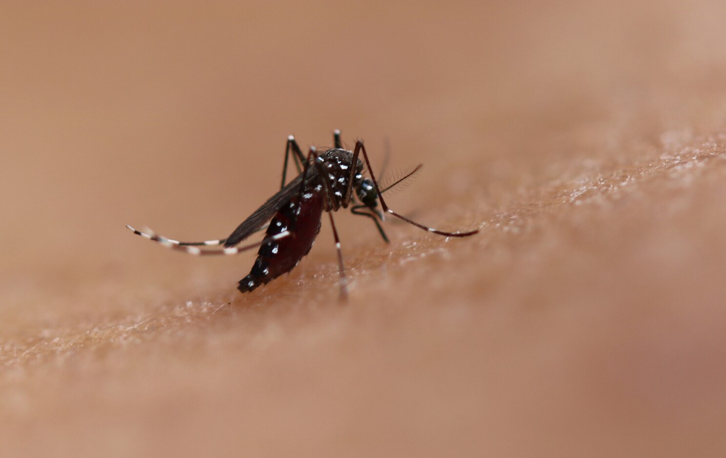Invasive Aedes Mosquito Expands Reach In Los Angeles Orange Counties Los Angeles Times