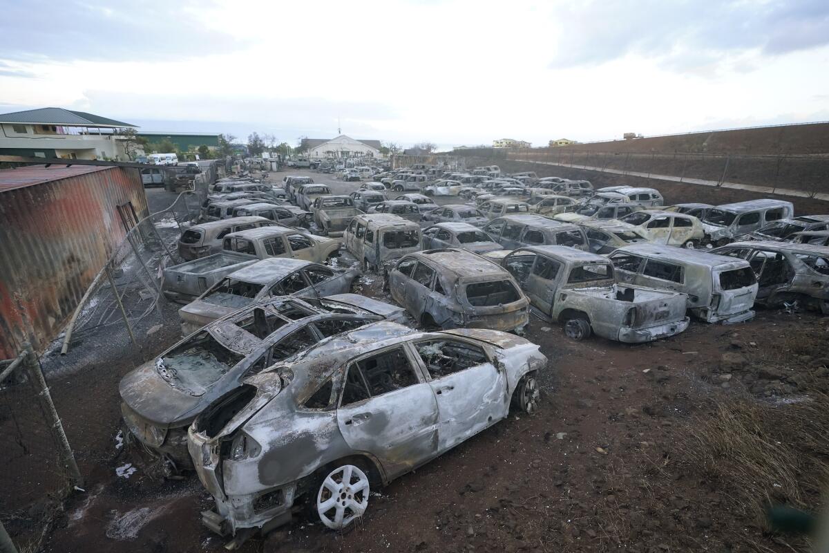 Rows and rows of burned cars in Lahaina.