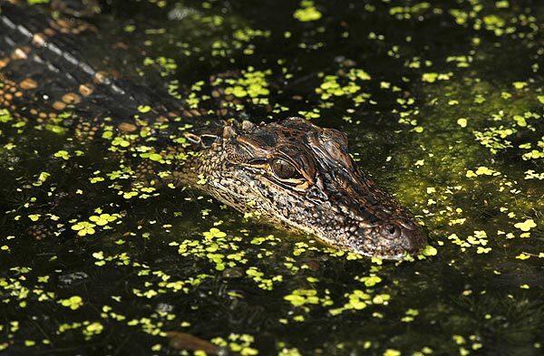 A young American alligator in lurkis in Louisiana's Barataria Preserve. The preserve, threatened by the Gulf of Mexico oil spill, is biologically more diverse than the Everglades and serves as a nursery and breeding ground for the gulf's world famous shrimp, crab, oyster and fish.