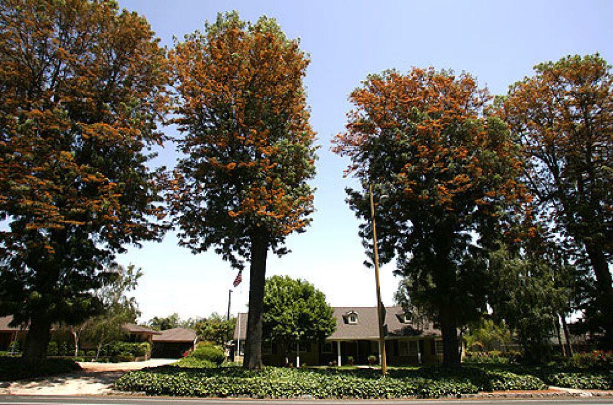 Uplands founders planted silk oak trees along Euclid Avenue for their beauty and resistance to drought.