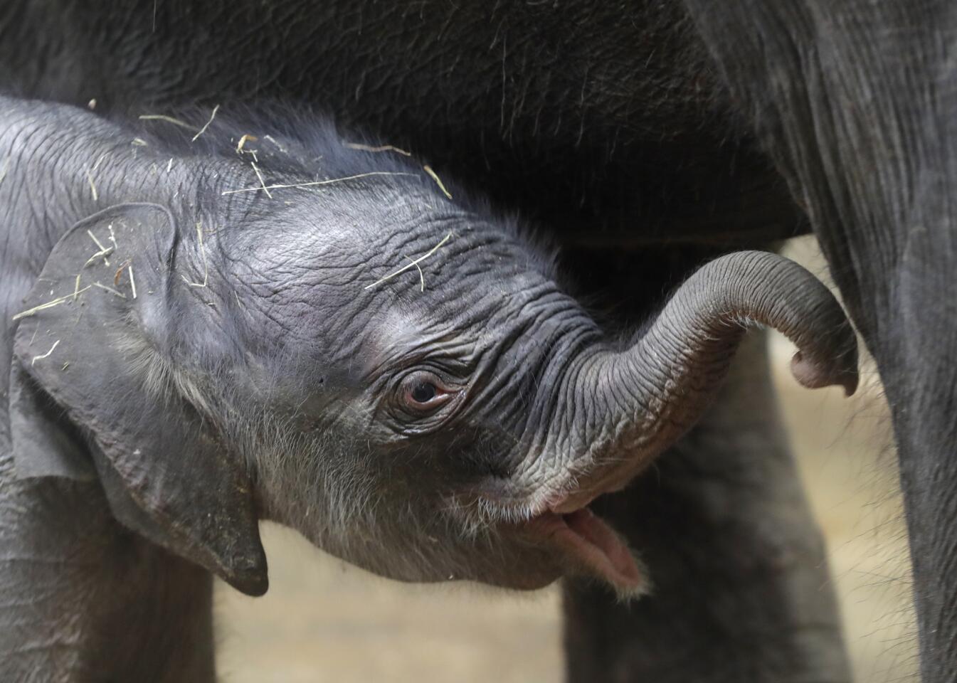 A newborn Asian elephant baby stands next to its mother Tamara in their enclosure at the zoo in Prague, Czech Republic, on Oct. 8, 2016. The mother Tamara gave birth to the male calf on Oct. 5. It doesn't have a name yet.