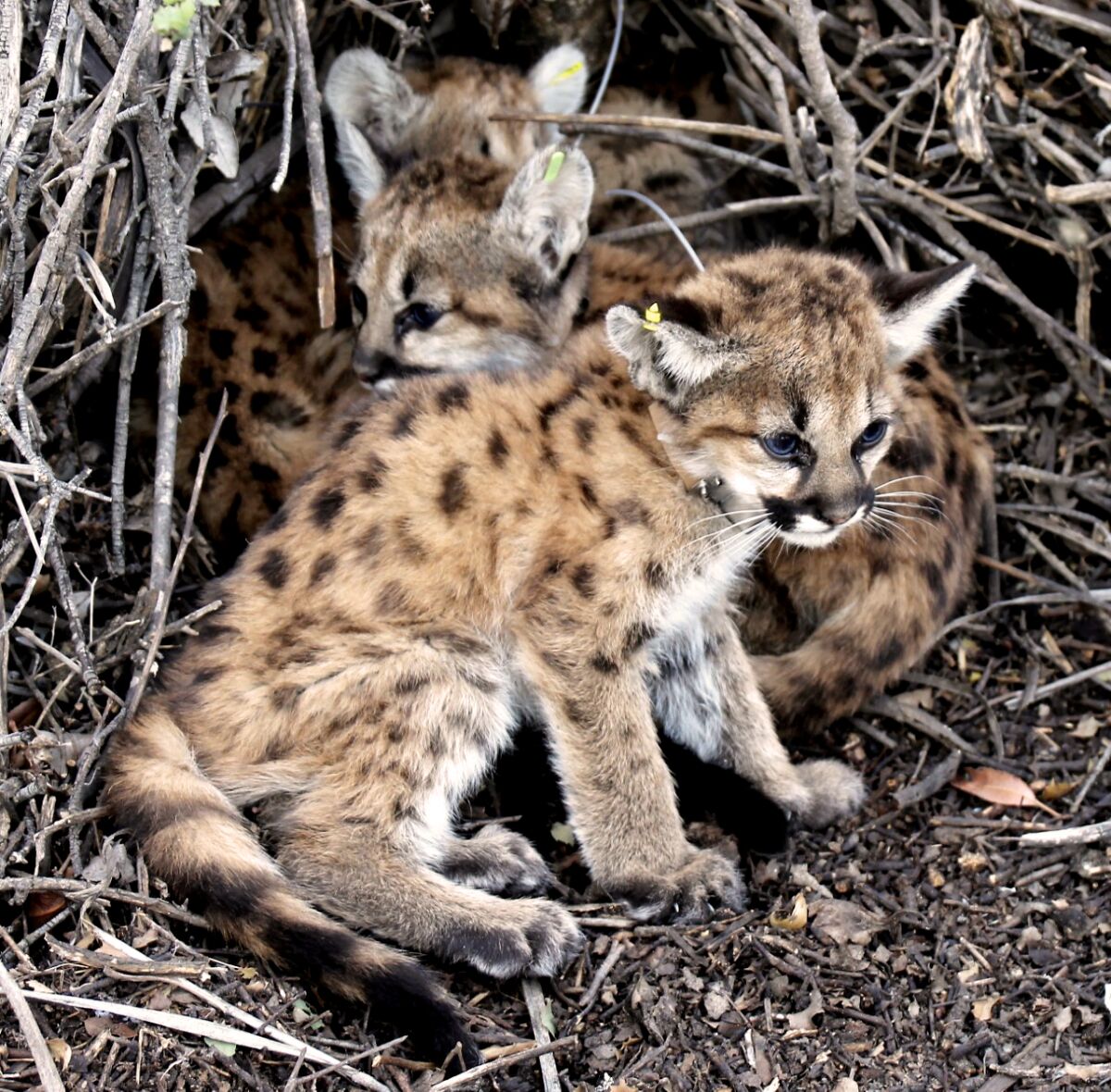 Four mountain lion kittens with ear tags huddled under brush