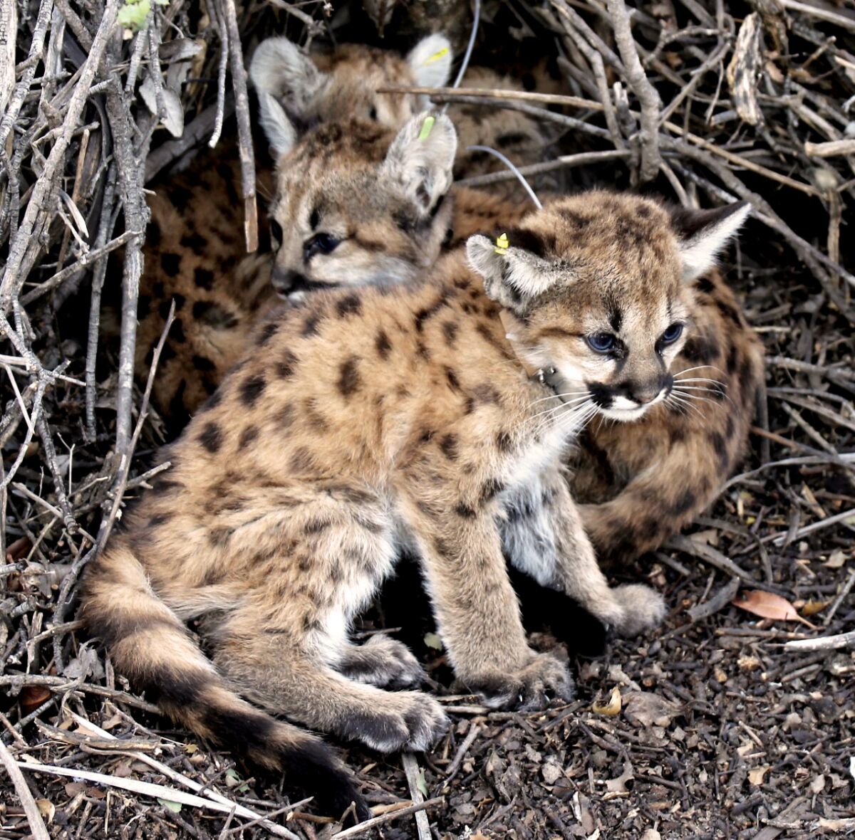Mountain lion kittens sit under branches.