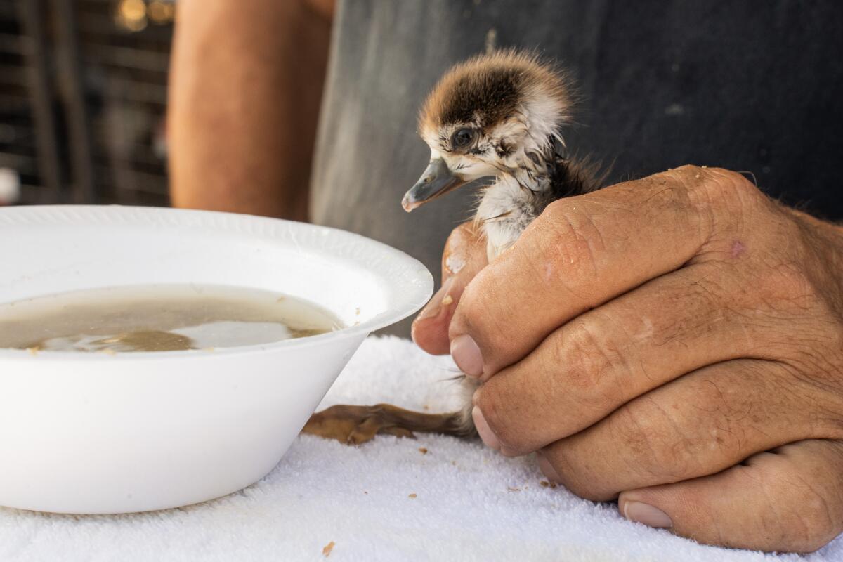 A close-up of a hand holding a small baby goose near a water bowl.