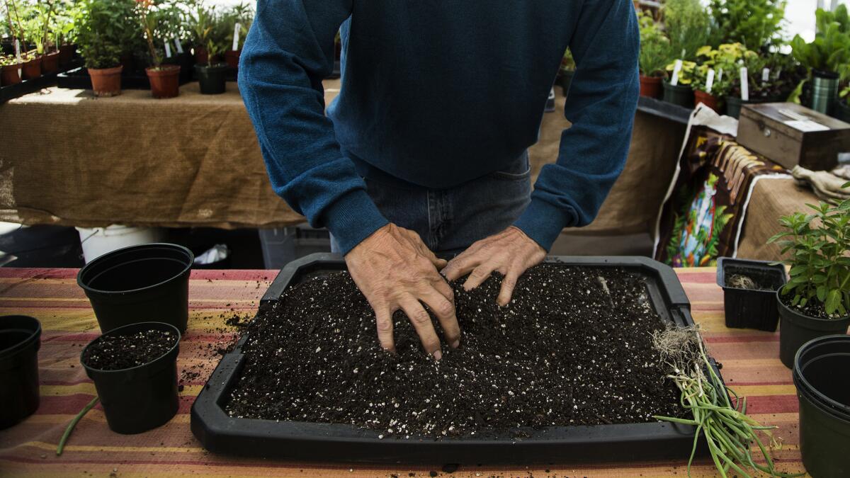 Certified organic gardener Tom Yost works amendments into the soil he plans to use.
