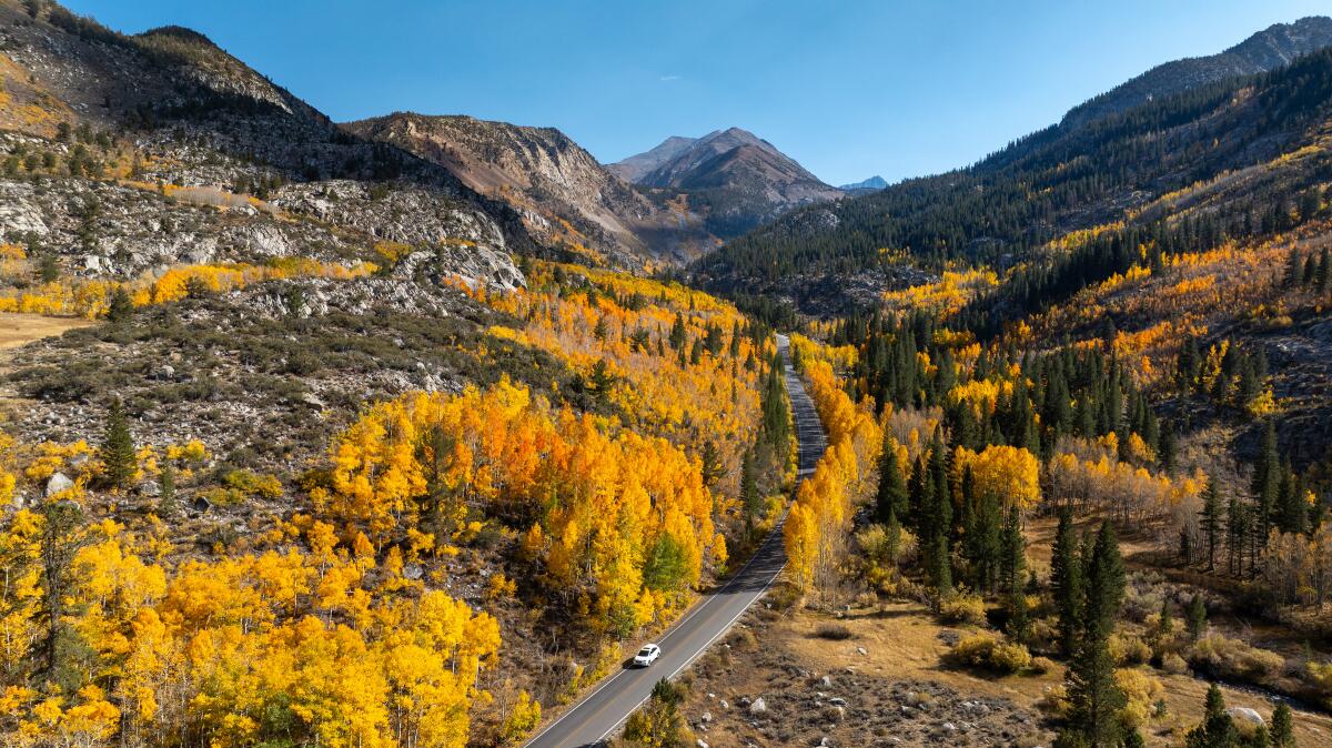 Fall leaves are turning along Hwy. 168 in the Inyo National Forest along Bishop Creek