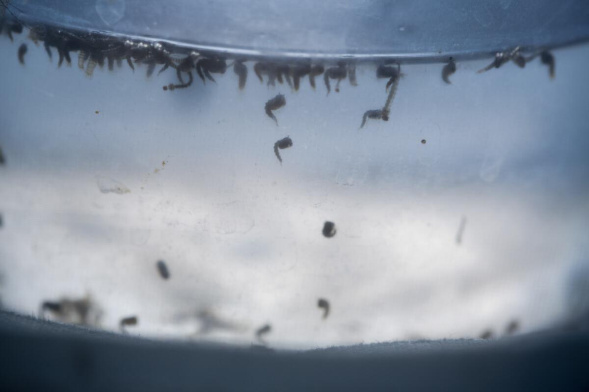 Larvas del mosquito Aedes aegypti, dentro de un bote en un labotario en Cucuta, Colombia. (Foto AP/Ricardo Mazalan)