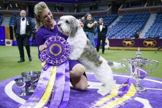 Handler Janice Hays poses for photos with Buddy Holly, a petit basset griffon Vendéen, after he won best in show