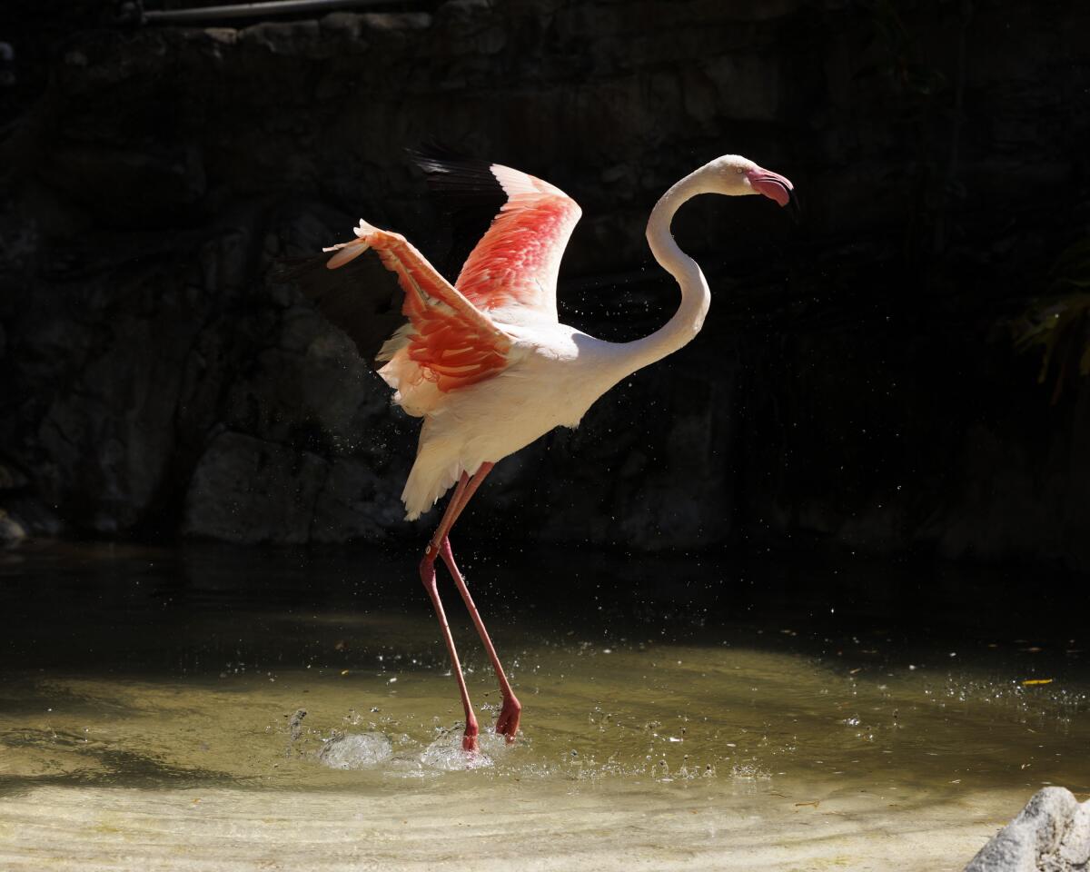 A flamingo basks in water at the Los Angeles Zoo.