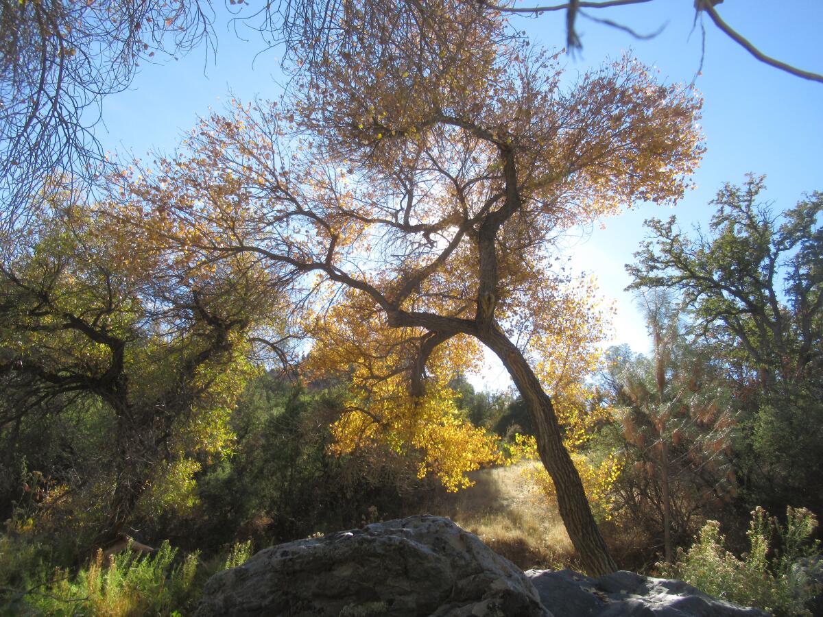 A cottonwood tree in the fall.