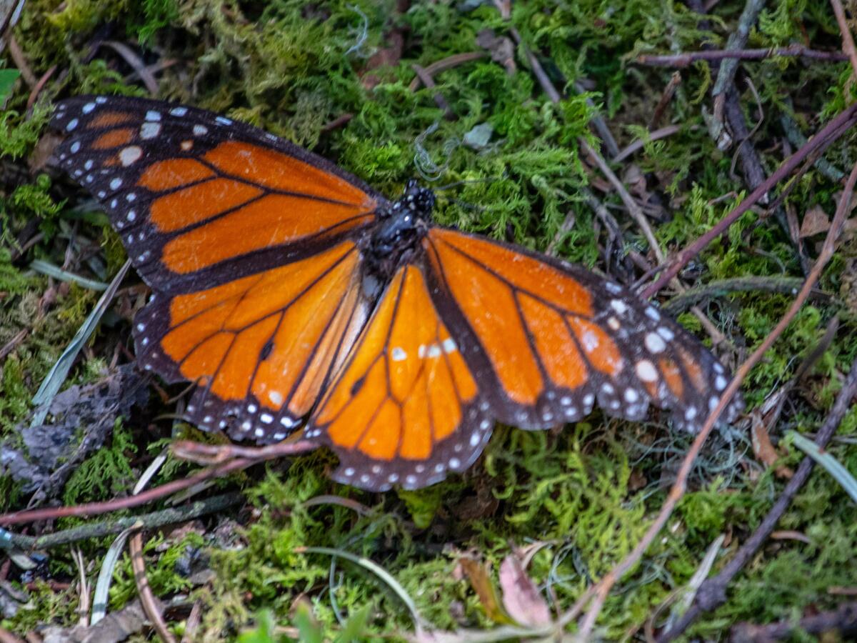 A monarch butterfly on the ground in the Monarch Butterfly Biosphere Reserve, a national park near La Mesa, Mexico. (Brian van der Brug / Los Angeles Times)