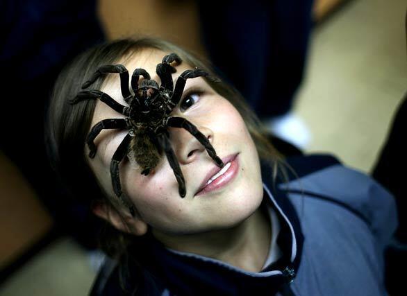 A student poses with a Xenesthis immanis tarantula on her face during an exhibition at a school in Bogota, Colombia as part of a presentation that teaches students the use of almost 300 species of arachnids in traditional medicine.