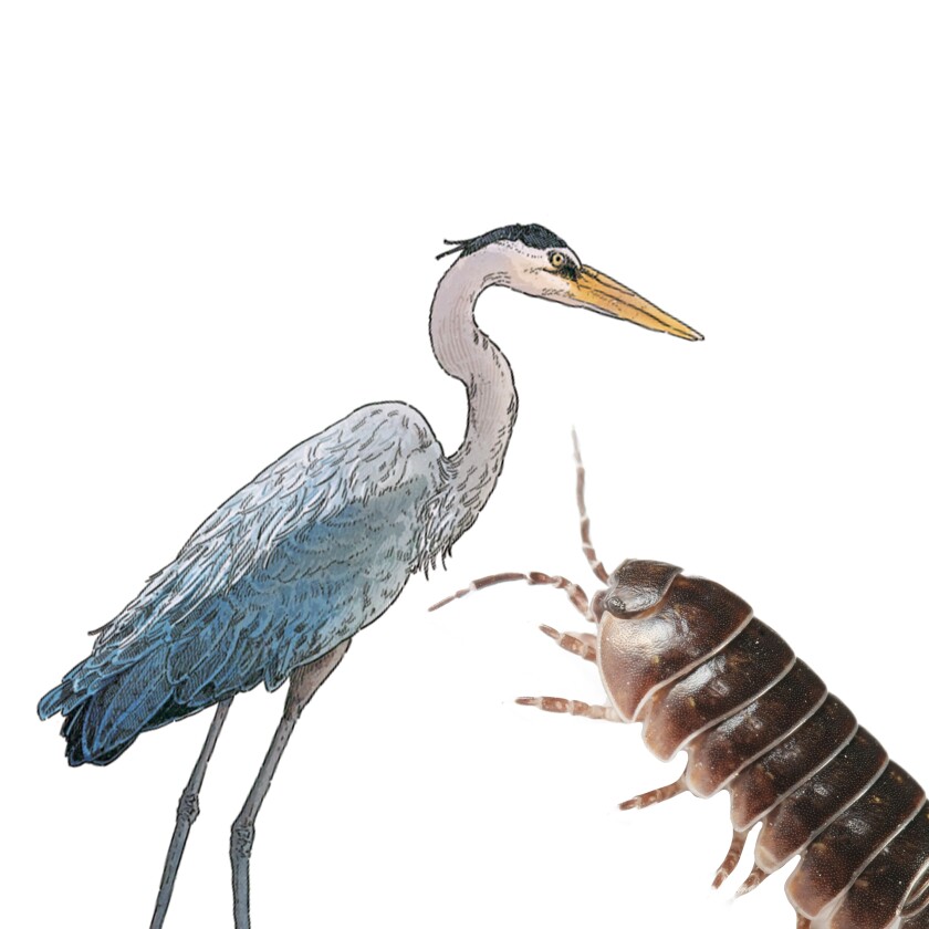 A blue heron and a potato bug.