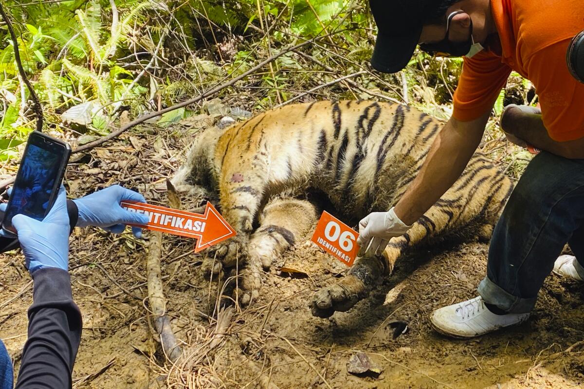 Investigators examining carcass of a Sumatran tiger
